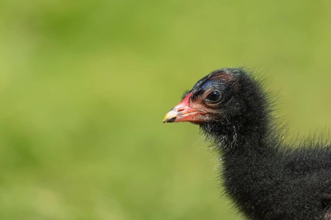 Moorhen (Gallinula chloropus) juvenile baby bird head portrait, England, United Kingdom