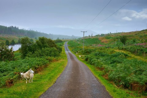 A road leads through a green landscape with sheep and electricity poles in the background, Syre,