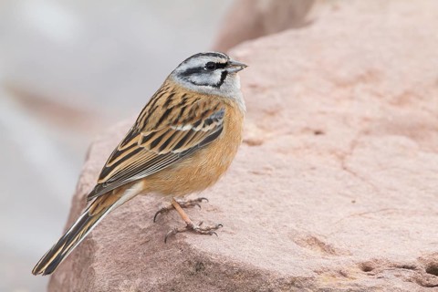 Rock Bunting -Zippammer - Emberiza cia ssp. cia, Morocco, adult male