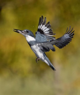 Belted Kingfisher (Megaceryle alcyon) male flying with fish prey in its beak, Florida, USA