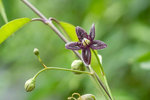 Periploca graeca (Periploca graeca), Stork Botanical Garden for the Blind, Germany
