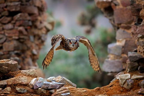 Eagle Owl, Bubo bubo, with open wings in flight, forest habitat in background, orange autumn trees.