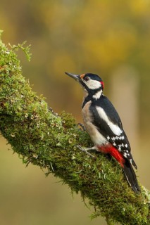 Great Spotted Woodpecker (Dendrocopos major), adult male on a tree, Castilla Leon, Spain