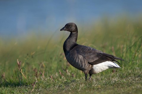 Ringelgans (Branta bernicla bernicla), Brent Goose, Altvogel, April, Insel Texel, Nordsee,