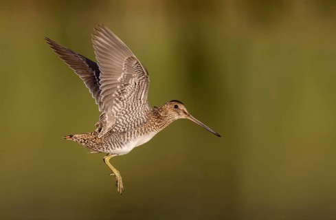 Wilson's Snipe (Gallinago delicata) flying, British Columbia, Canada