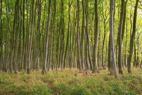 Beech forest, numerous dense tree trunks, Stubbenkammer, Jasmund National Park, Rügen,