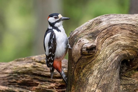 Great Spotted Woodpecker (Dendrocopos major), Scandinavia, Finland, Scandinavia