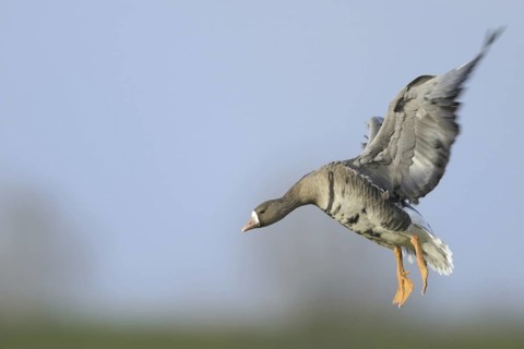 Greater White-fronted Goose (Anser albifrons) flying, North Rhine-Westphalia, Germany