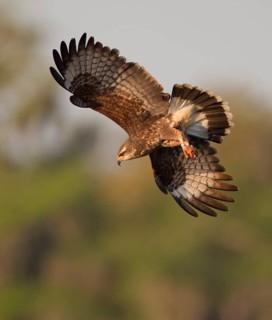 Snail Kite (Rostrhamus sociabilis) female flying, Florida, USA