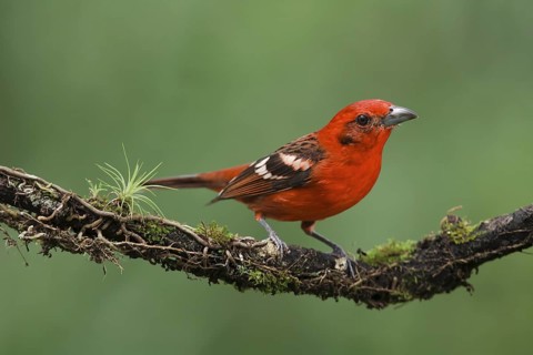 Flame-colored tanager on cloud forest branch. Flame-colored tanagers are resident birds that travel