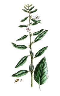 Sesamum orientale, sesame, digital reproduction of a historical original, between 1790 and 1810