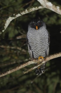 Black-and-white Owl (Strix nigrolineata) perched on a branch, Pichincha, Ecuador