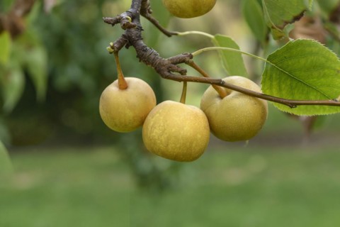 Nashi pear (Pyrus pyrifolia 'Shinseiki'), LVG Erfurt, Erfurt, Thuringia, Germany