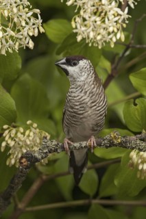 Plum-headed Finch (Neochmia modesta)