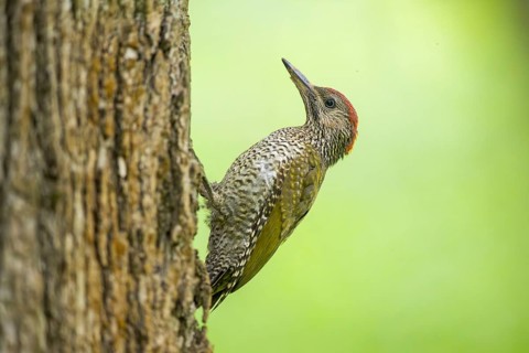 European green woodpecker (Picus viridis) youngster on a tree, Bavaria, Germany