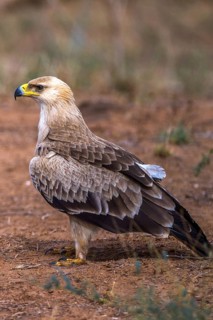 Tawny eagle (Aquila rapax), Kenya