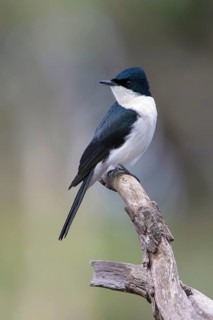 Restless Flycatcher (Myiagra inquieta) perched on a branch, Victoria, Australia