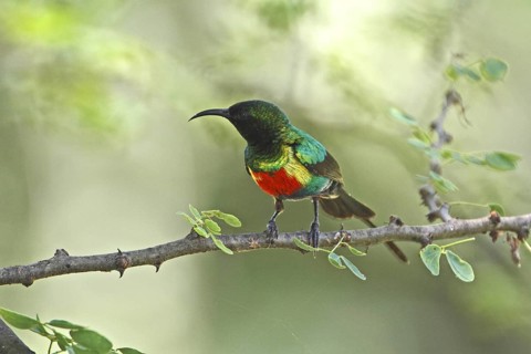 Beautiful Sunbird (Cinnyris pulchellus) male, Lake Baringo, Kenya
