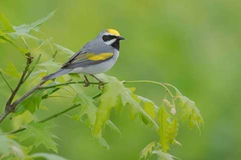 Golden-winged Warbler (Vermivora chrysoptera) male, Minnesota, USA