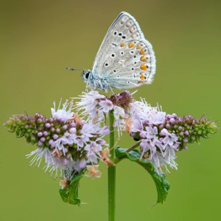 Blue butterfly (Polyommatus icarus), Goldenstedt moor, Goldenstedt, Lower Saxony, Germany