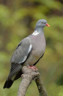 Common wood pigeon (Columba palumbus), sitting on a branch, Wilnsdorf, North Rhine-Westphalia,