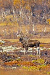 Moose, elk (Alces alces), adult bull, male foraging on the tundra in autumn, fall, Sweden,