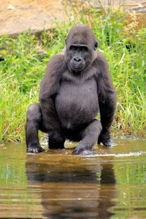 Western gorilla (Gorilla gorilla), young animal, at the water, alert