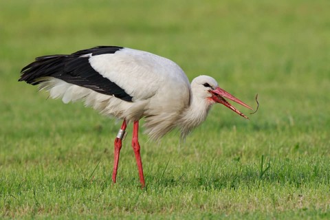 White Stork (Ciconia ciconia) eating earthworm, North Rhine-Westphalia, Germany