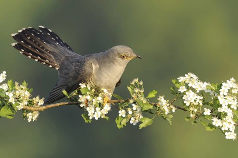 Common Cuckoo (Cuculus canorus) male, Baden-Wuerttemberg, Germany