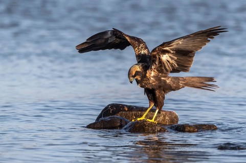 Western Marsh Harrier (Circus aeruginosus) female, Mecklenburg-Western Pomerania