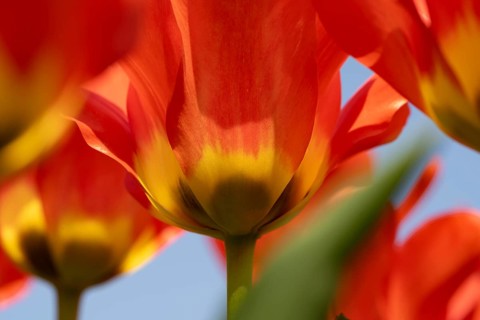 A stunning close-up of tulip petals showcasing their vibrant red and yellow hues, kissed by