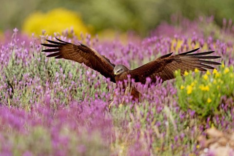 Black kite (Milvus migrans) hunting over maquis with crested lavender (Lavendula stoechs) and