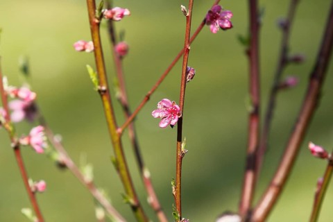 Peach blossoms (Prunus persica), North Rhine-Westphalia, Germany