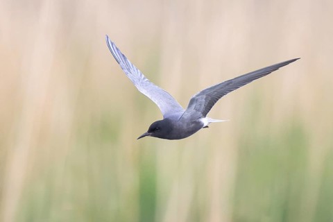 Black Tern (Chlidonias niger) flying, North Rhine-Westphalia, Germany