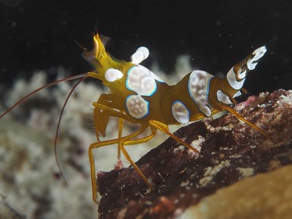 An orange shrimp with white dots, hollowback shrimp (Thor amboinensis), in front of a dark