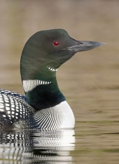 Great Northern Loon (Gavia immer), British Columbia, Canada