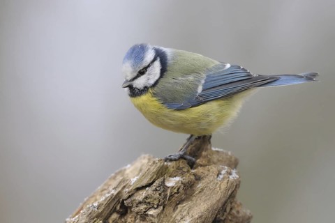 Eurasian Blue Tit (Cyanistes caeruleus), North Rhine-Westphalia, Germany