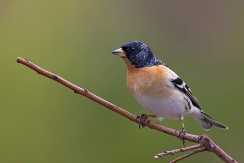 Brambling (Fringilla montifringilla) male, Brandenburg, Germany