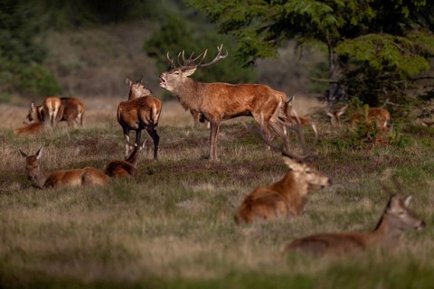 A red deer (Cervus elaphus) stands between a resting herd, rutting season, October, Denmark