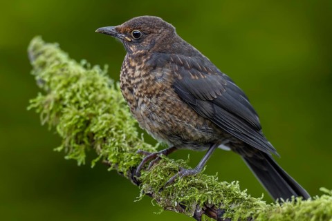 The fledged young birds of the blackbird (Turdus merula) have bright spots on their back feathers,