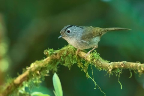 Mountain Fulvetta (Alcippe peracensis) perched on a mossy branch, Bidoup National Park, Vietnam