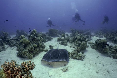 Black-spotted stingray (Taeniura meyeni)