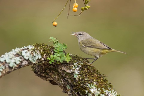 Orange-crowned Warbler (Leiothlypis celata) perched on an old lichen trunk, Texas, USA