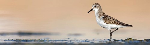 Little sandpiper (Calidris minuta), foraging in the Salalah biotope, Raysut, Sohar, Oman
