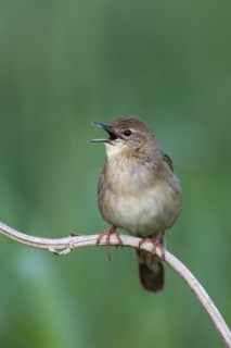 Common Grasshopper Warbler (Locustella naevia) singing, Brandenburg, Germany