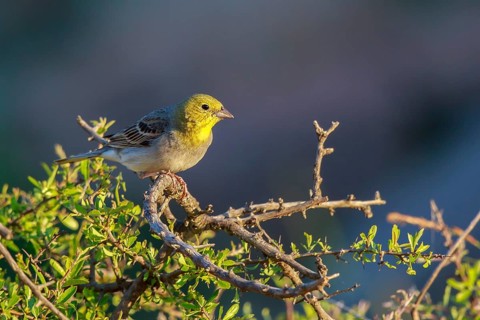 Cinereous Bunting (Emberiza cineracea) male perched on a branch, Lesvos, Greece