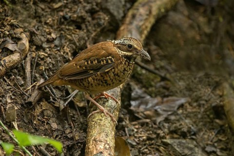 Eared Pitta (Hydrornis phayrei) female, Kaeng Krachan, Thailand