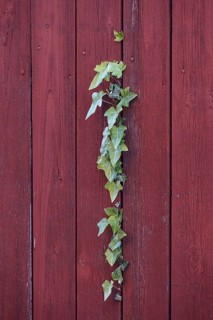 Ivy, fence, Germany