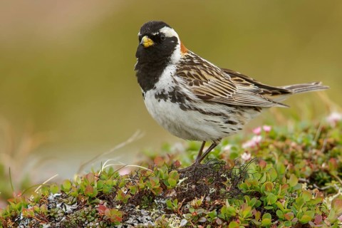 Lapland Longspur (Calcarius lapponicus) perched on the tundra in Nome, Alaska