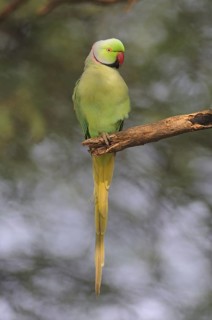 Rose-ringed Parakeet (Psittacula krameri), Keoladeo National Park, India